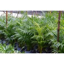 Image result for Dypsis lutescens