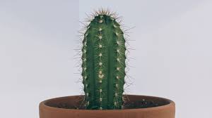 After youy shave, dry off and then put some talcum powder on the area you shaved, make sure it is unscneted or it will cause irritation. 6 Reasons Why Your Cactus Is Turning Brown And How To Fix It Potted Pixie