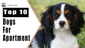 Top 10 Best Dog Breeds For Apartment Living Best Dog Breeds Best Apartment Dogs Apartment Dogs