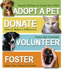 Animal Defense League Animal Rescue Help Homeless Pets Animals