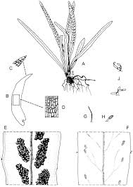 Image result for Grammitis cryptophlebia