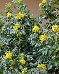 L'ibisco è una pianta per siepi da giardino originaria dell'asia e molto diffusa in europa e in italia come pianta per siepi da giardino decorative. Mahonia Aquifolium Oregon Grape Codiferro Master Gardener