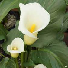 Talavera Lily Calla Lily Calla Lily Flowers Calla Lily Bulbs