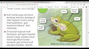 2.4 adaptasi dalam sistem respirasi struktur respirasi haiwan. 2 4 Adaptasi Sistem Respirasi Youtube