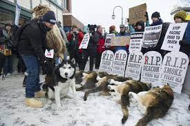Over 100,000 horses in the us are killed for human consumption. Iditarod Board Approves Rule Changes For Dog Deaths In Race
