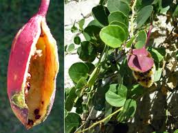 Image result for Capparis citrifolia