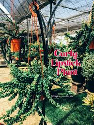 Maybe you would like to learn more about one of these? Pokok Hiasan Dalam Dan Luar Rumah Blog Sihatimerahjambu