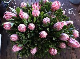 The King Protea Has A Very Long Vase Life In Flower Arrangements And Can Also Be Dried Flowers Tropicalflowers