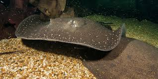 Image result for Stingray