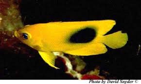 Check spelling or type a new query. Holacanthus Tricolor Discover Fishes