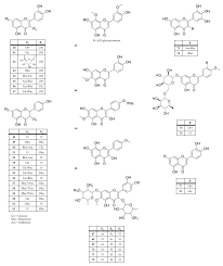 Image result for Kalanchoe latisepala
