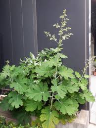 Image result for Macleaya