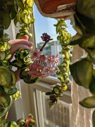 In spring, cut back some of the leggy transfer it to a larger pot 2 (5 cm) wider than its current one. Happy 4th My Reverse Variegated Hoya Decided To Start Blooming Today Houseplants