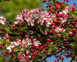 See more ideas about washington state, washington, evergreen state. Spring Flowering Ornamental Trees Chicago Botanic Garden