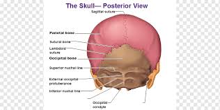 It was then cleaned, adapted and polypainted this model is part of a comparison with the skull of a human. Human Body Skull Anatomy External Occipital Protuberance Human Back Of Skull Face Human Head Png Pngwing