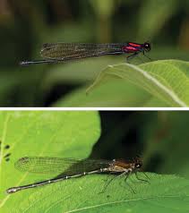 Four new species of Palaiargia Förster, 1903 (Odonata: Platycnemididae)  from New Guinea with revised distribution records for t