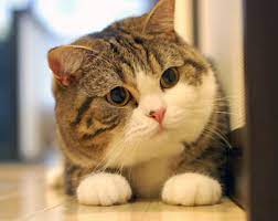 Kucing berbulu panjang nan elegan ini merupakan satu dari sekian ras tertua dan paling terkenal. 8 Gambar Kucing Paling Comel Layan Zassssssssssss
