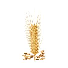 Un hectar este egal cu 10.000 m², 0,01 km² sau 100 ari. Samanta Grau Romanesc Pg102 Baza Soi Aristat Semitimpuriu