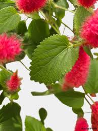 Image result for Acalypha fimbriata