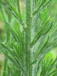 Image result for Conyza