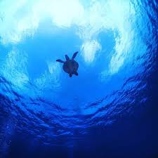 石垣島のシュノーケル屋 ｋａｈｏｏ on instagram 昨日の黒島ダイビング シュノーケル 黒島っていったらカメです 石垣島 ダイビング 沖縄 海