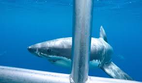 Look for a city or a country, suggestions will show up as you type. Cage Diving With Great White Sharks Port Lincoln Australia Impulse Odyssey