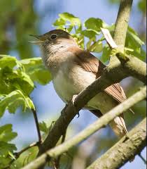 Birds Of A Feather Song Rio Page Not Found Animal Facts For Kids Wild Facts Nightingale National Animal Animal Facts