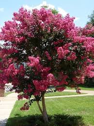 Check spelling or type a new query. Pink Velour Crape Myrtle For Sale Online The Tree Center