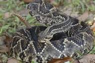 Uno de los reptiles más peligrosos del mundo: descubre 5 ...