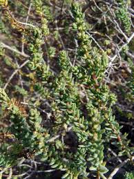 Image result for Suaeda plumosa