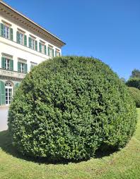 Image result for Buxus