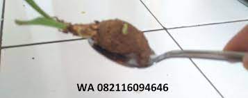 Super 082116094646 Umbi Bibit Bunga Sedap Malam Siap Kirim Siap Tanam Bunga