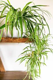 Time to make sure the plants are up to code! 20 Air Purifying Houseplants Safe For Dogs Cats Sarah Blooms