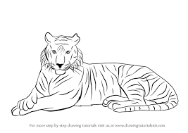 We will use the same pose and a very similar head as our circle cat drawing. Pencil Drawing Easy Tiger Drawing For Kids Novocom Top
