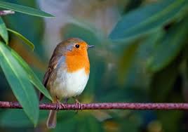 Once they've joined groups, you'll see. Hd Wallpaper White Orange And Black Bird Robin Animal Cute Close Up Wallpaper Flare