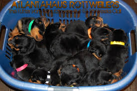 We breed and import dogs from europe feel free to contact them regarding puppy availability. A Trustworthy Atlanta German Rottweiler Breeder