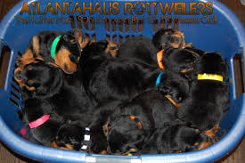 Pedigree rottweiler puppies for sale. A Trustworthy Atlanta German Rottweiler Breeder