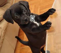Black And Tan Puggle Puppies For Sale Blaze The Puggle Puggle Puppies Puggle Black Puggle