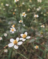 Image result for Aporrhiza