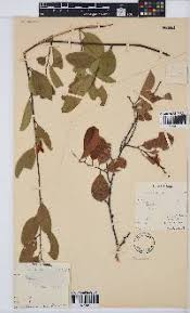 Image result for Radinosiphon leptostachya