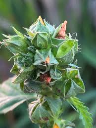 Image result for Malvastrum coromandelianum