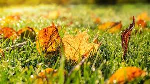 September 22 marks the start of fall! Gartentipps Fur September Ndr De Ratgeber Garten Gartenkalender