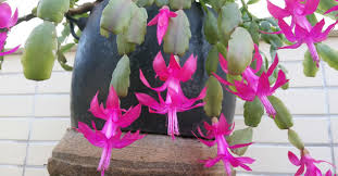 Care of christmas cactus in bloom. How To Care For And Make A Christmas Cactus Bloom World Of Succulents