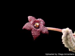 Image result for Tridentea