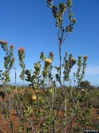 Image result for Protea gaguedi
