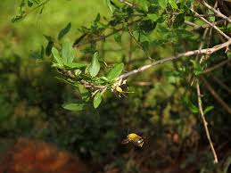 Image result for Cadaba