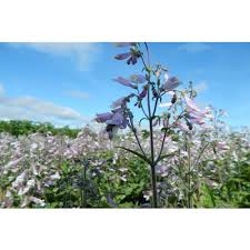 Image result for Sclerochiton hirsutus