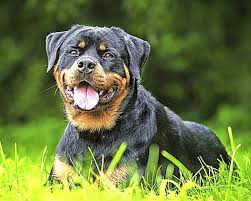 Rottweilers were originally dogs bred to drive cattle to market. Spaziergangerin Findet Toten Rottweiler Hund Im Stadtwald Bonndorf Badische Zeitung