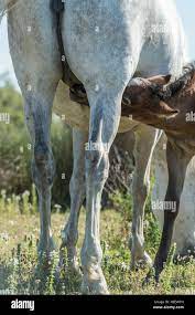 Horse sucking hi-res stock photography and images - Alamy