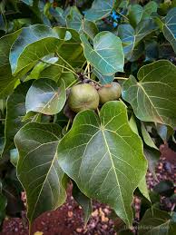 Image result for Thespesia populneoides